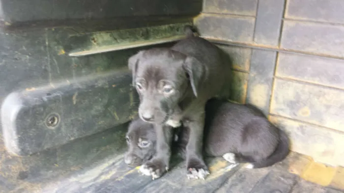 Cachorro ra a Vira Lata idade Abaixo de 2 meses nome Nega e suas filhas