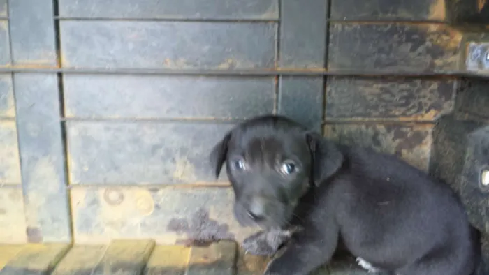 Cachorro ra a Vira Lata idade Abaixo de 2 meses nome Nega e suas filhas