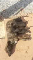 Nega e suas filhas
