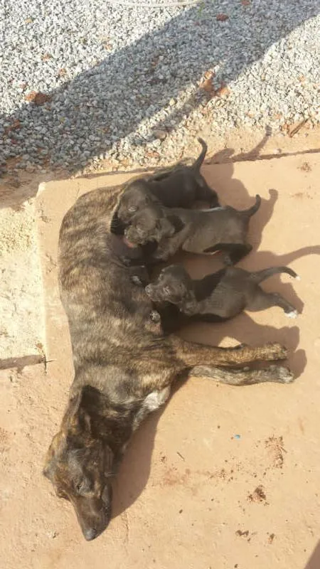 Cachorro ra a Vira Lata idade Abaixo de 2 meses nome Nega e suas filhas
