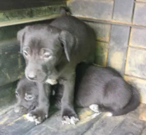 Cachorro raça Vira Lata idade Abaixo de 2 meses nome Nega e suas filhas