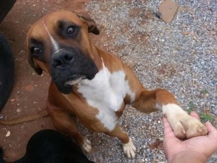 Cachorro ra a Boxer idade 3 anos nome Thor