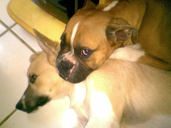 Cachorro ra a Boxer idade 4 anos nome Eika e Rana