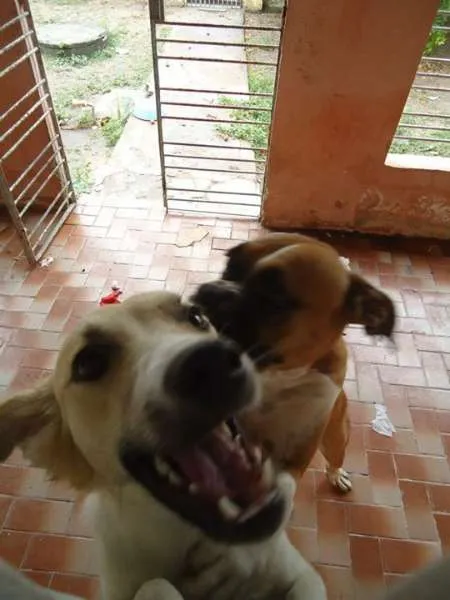 Cachorro ra a Boxer idade 4 anos nome Eika e Rana