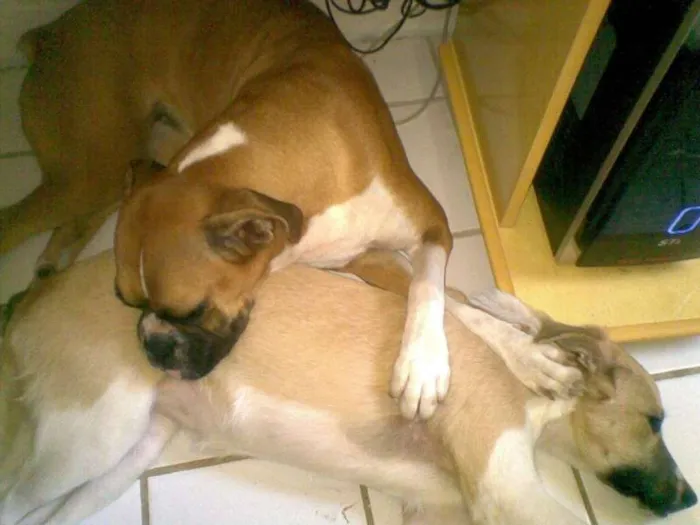 Cachorro ra a Boxer idade 4 anos nome Eika e Rana