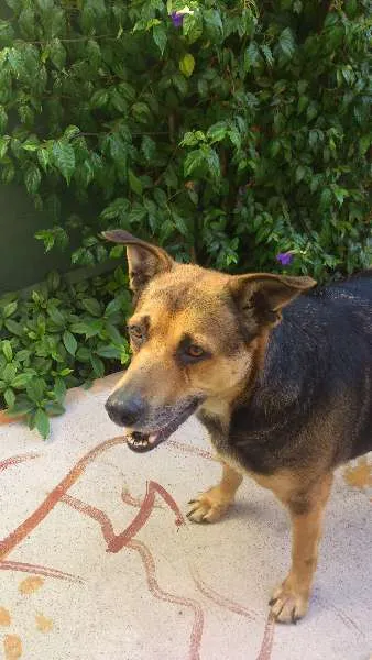 Cachorro raça Vira Lata idade 2 anos nome Amora