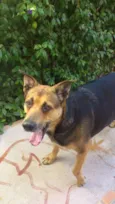 Amora