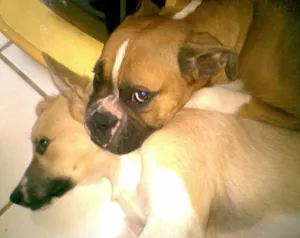 Cachorro raça Boxer idade 4 anos nome Eika e Rana