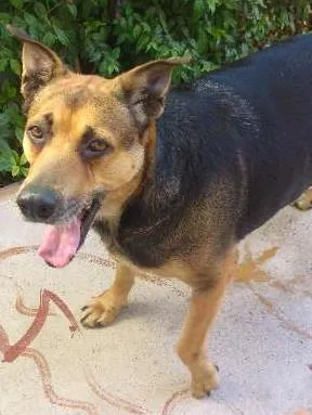 Cachorro raça Vira Lata idade 2 anos nome Amora