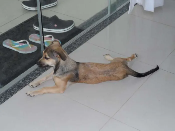 Cachorro raça SRD idade 2 anos nome NINA GRATIFICA