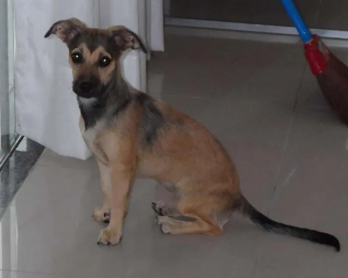 Cachorro raça SRD idade 2 anos nome NINA GRATIFICA