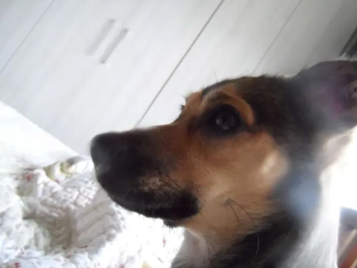 Cachorro raça SRD idade 2 anos nome NINA GRATIFICA