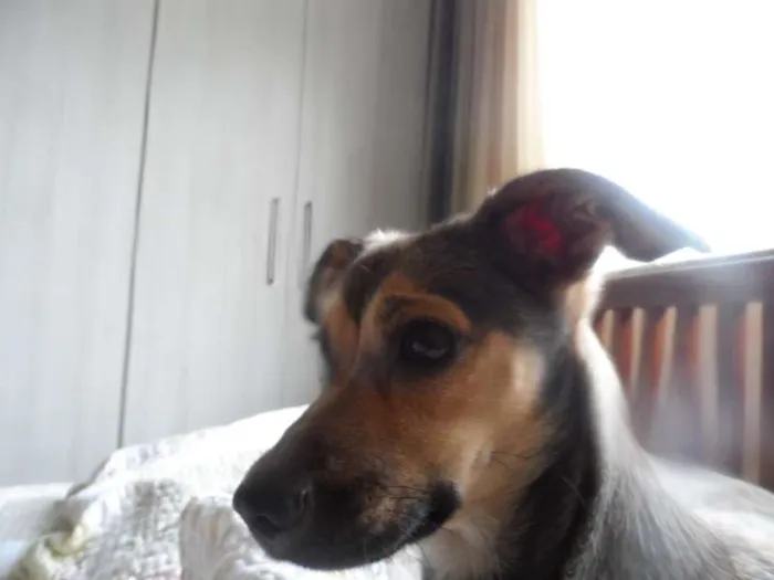 Cachorro raça SRD idade 2 anos nome NINA GRATIFICA