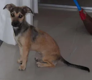 Cachorro raça SRD idade 2 anos nome NINA GRATIFICA