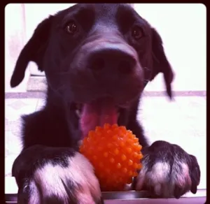 Cachorro raça Vira lata idade 1 ano nome Nhoc 