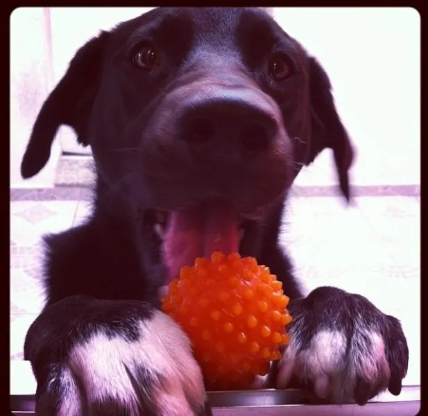 Cachorro ra a Vira lata idade 1 ano nome Nhoc 