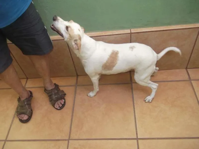 Cachorro ra a vira lata idade 4 anos nome princesa