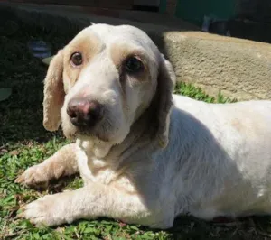 Cachorro raça  idade  nome ?