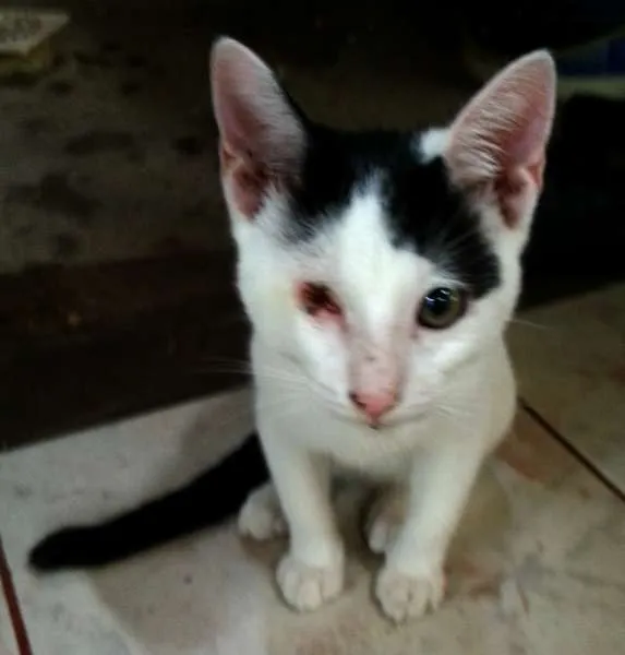 Gato ra a  idade 2 a 6 meses nome Pirata