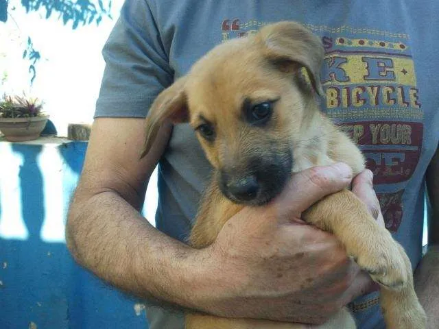 Cachorro raça srd idade 2 a 6 meses nome babalú