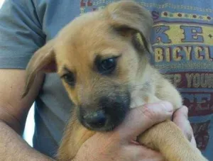 Cachorro raça srd idade 2 a 6 meses nome babalú