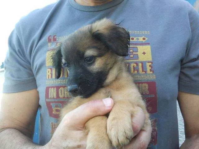 Cachorro raça SRD idade 2 a 6 meses nome Morena