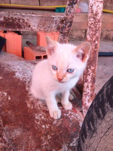 Gato ra a  idade Abaixo de 2 meses nome Indefinido