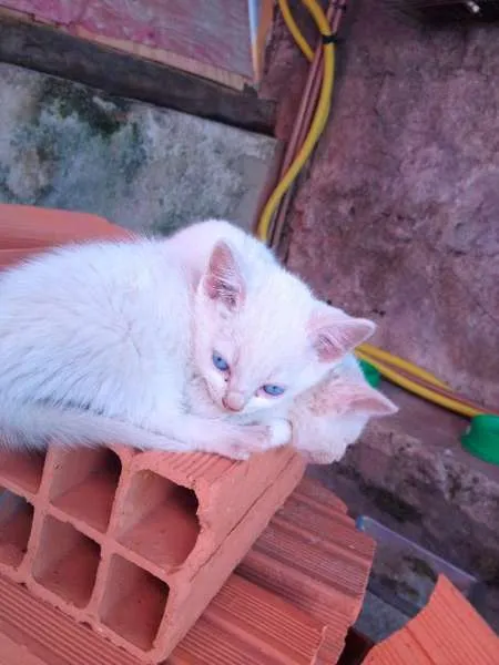 Gato ra a  idade Abaixo de 2 meses nome Indefinido