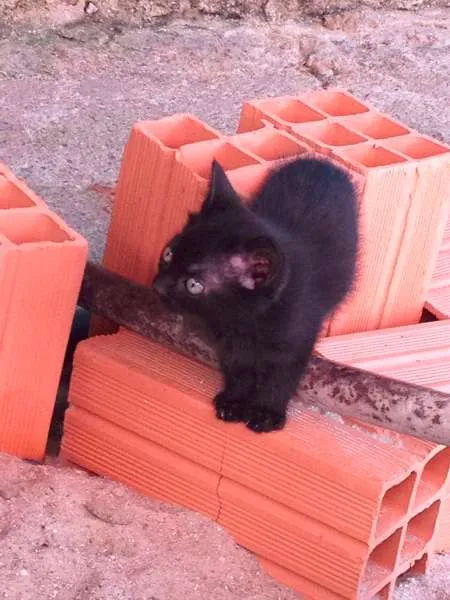 Gato ra a  idade Abaixo de 2 meses nome Indefinido