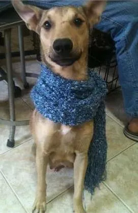 Cachorro raça SRD idade 1 ano nome Princesa