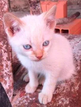 Gato ra a  idade Abaixo de 2 meses nome Indefinido