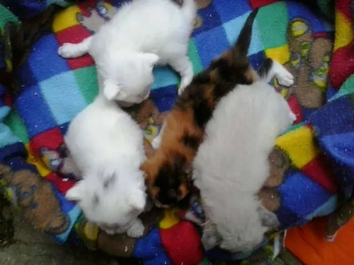 Gato ra a não tem  idade Abaixo de 2 meses nome não tem 