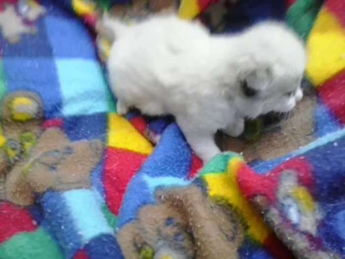 Gato ra a não tem  idade Abaixo de 2 meses nome não tem 