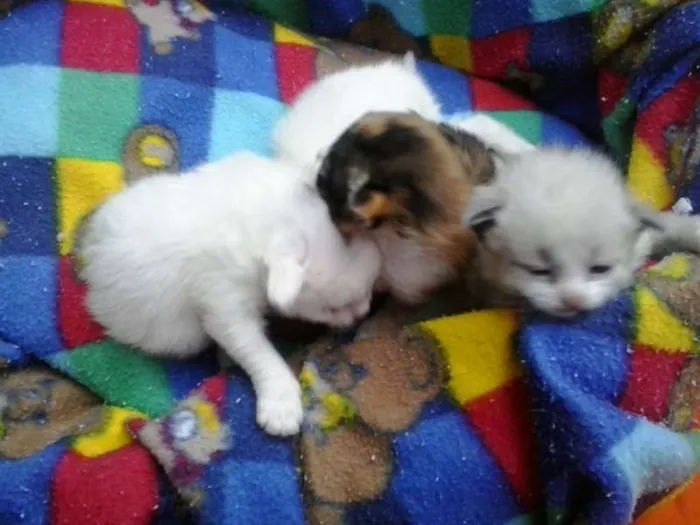 Gato ra a não tem  idade Abaixo de 2 meses nome não tem 