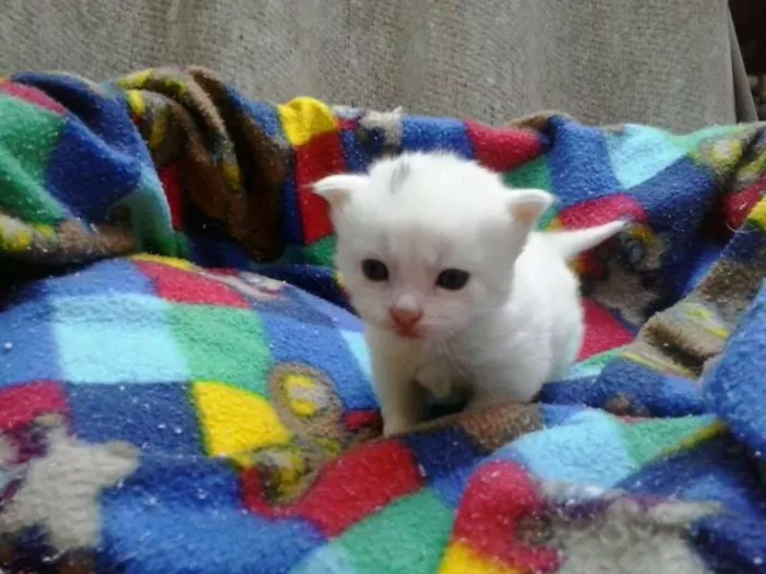 Gato ra a não tem  idade Abaixo de 2 meses nome não tem 
