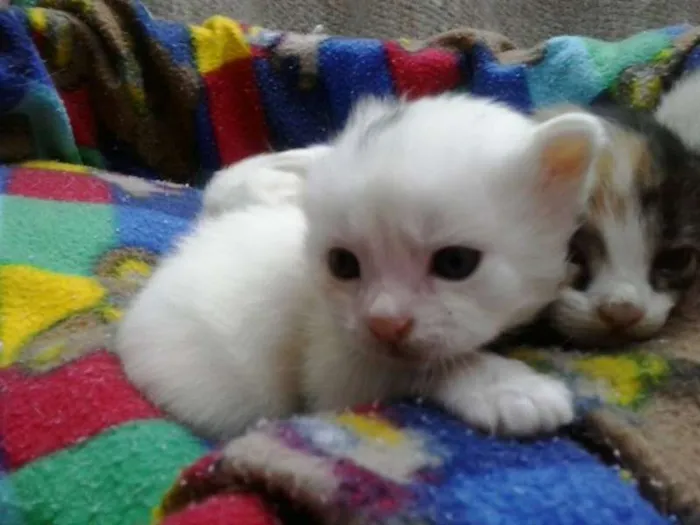 Gato ra a não tem  idade Abaixo de 2 meses nome não tem 