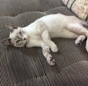 Gato raça SRD idade 2 a 6 meses nome Camila