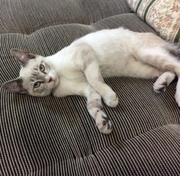 Gato ra a SRD idade 2 a 6 meses nome Camila