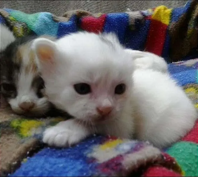 Gato ra a não tem  idade Abaixo de 2 meses nome não tem 