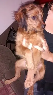 Cachorro ra a SRD idade Abaixo de 2 meses nome N/A