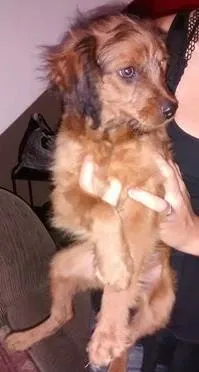Cachorro ra a SRD idade Abaixo de 2 meses nome N/A