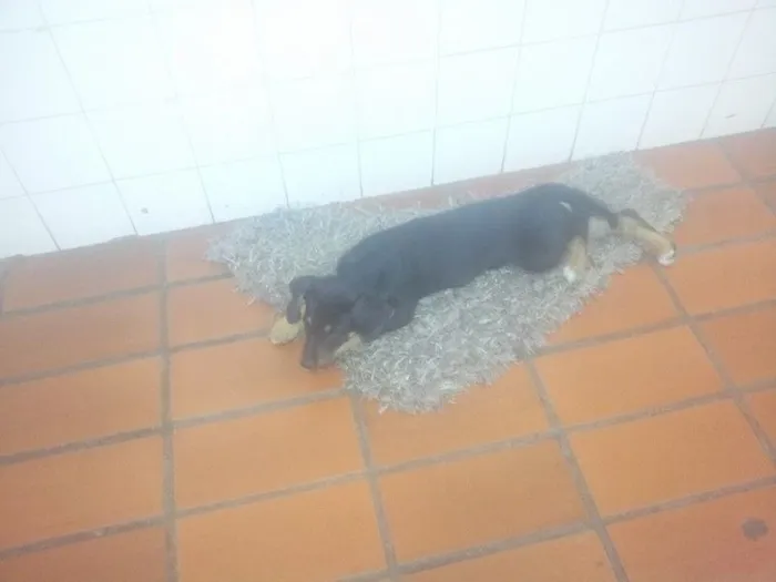 Cachorro ra a SRD idade 2 a 6 meses nome sem nome