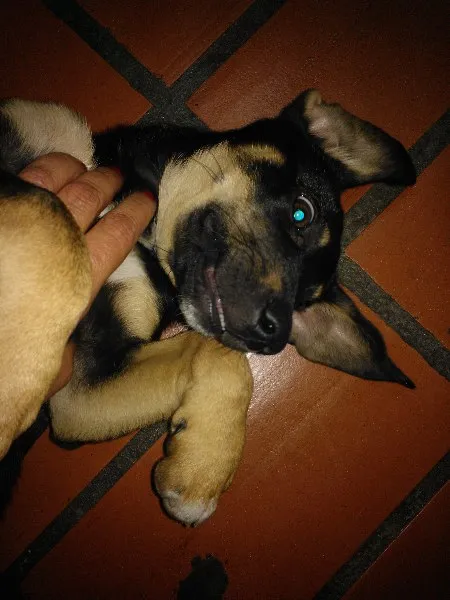 Cachorro ra a SRD idade 2 a 6 meses nome sem nome
