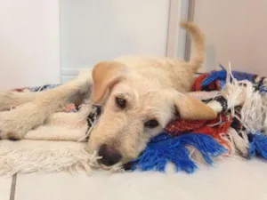Cachorro raça VL idade 2 a 6 meses nome Estopinha