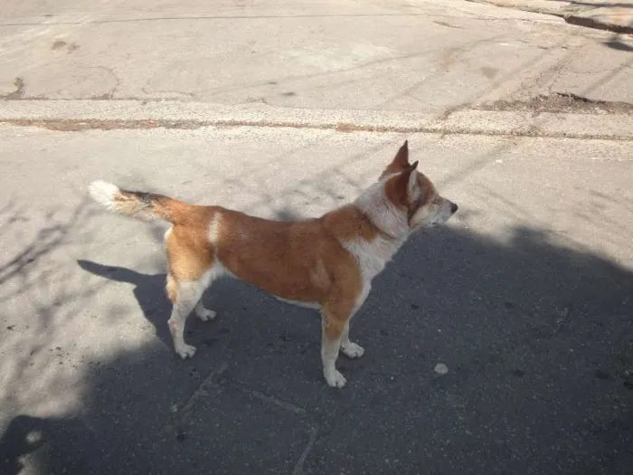 Cachorro ra a SRD idade  nome sem nome