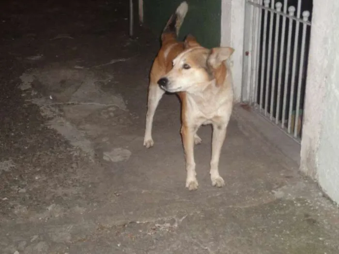 Cachorro ra a SRD idade  nome sem nome