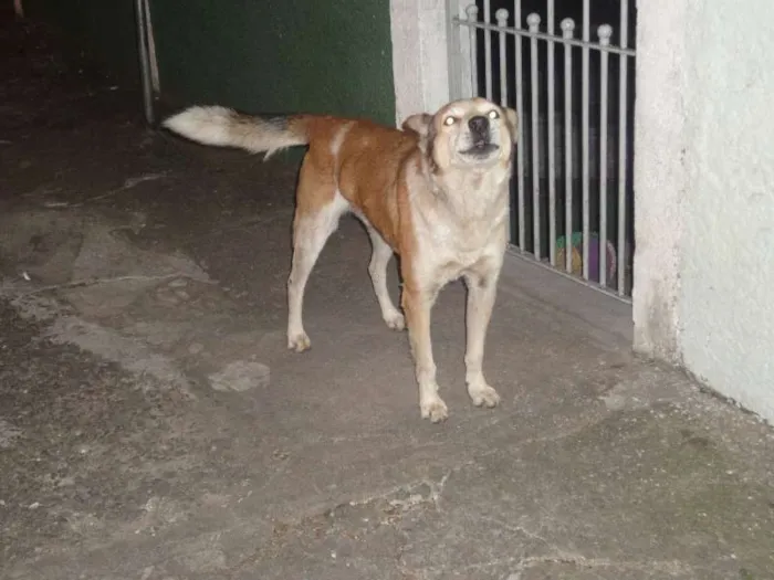 Cachorro ra a SRD idade  nome sem nome