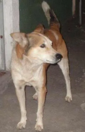 Cachorro raça SRD idade  nome sem nome