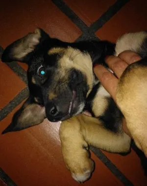 Cachorro raça SRD idade 2 a 6 meses nome sem nome