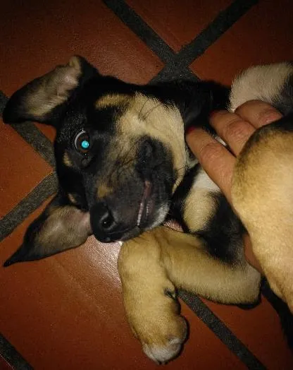 Cachorro ra a SRD idade 2 a 6 meses nome sem nome